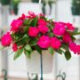 New Guinea Impatiens – Super Sonic Pink – 8″ Hanging Basket